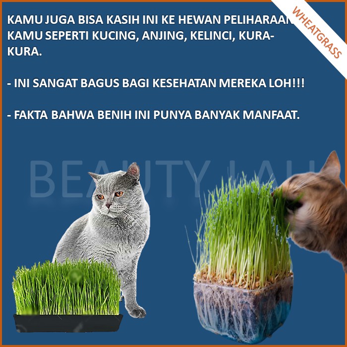 BENIH WHEATGRASS 100GR BIBIT RUMPUT GANDUM BIJI CAT GRASS MICROGREEN SEED BIJI WHEAT GRASS MURAH