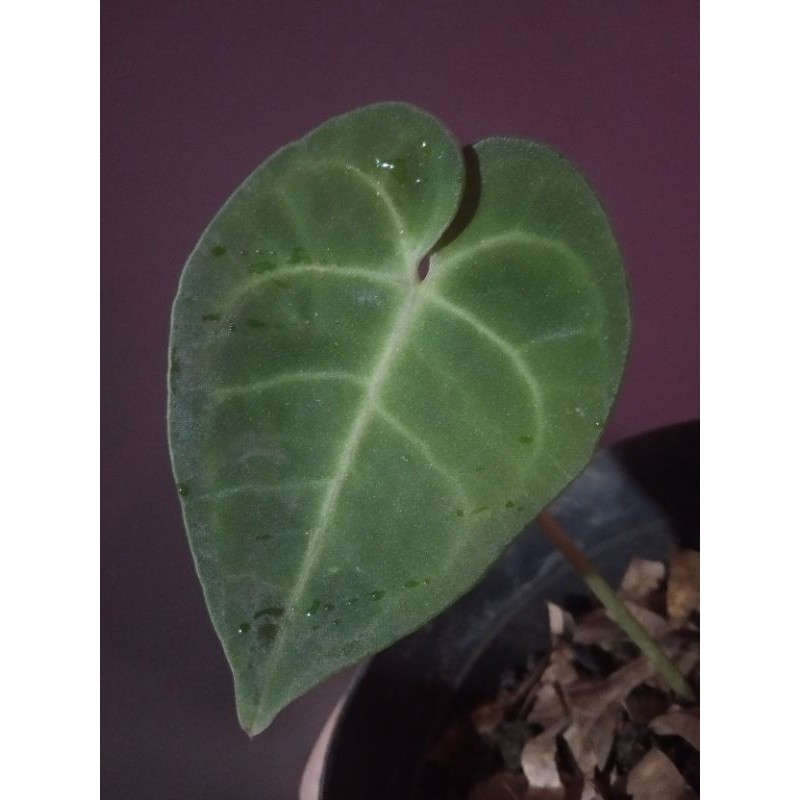 Anthurium Clarinervium Original /Kuping Gajah Tarantula Original /Tanaman Hias Koleksi