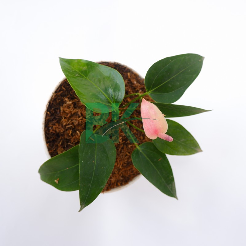 Tanaman hias anthurium mickey mouse Anturium Mini pink anthurium micky mini pink bunga indoor - BAKUL KEMBANG