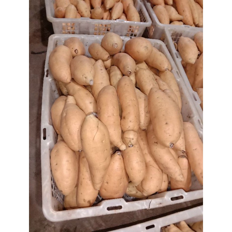 ubi madu Cilembu asli Sumedang