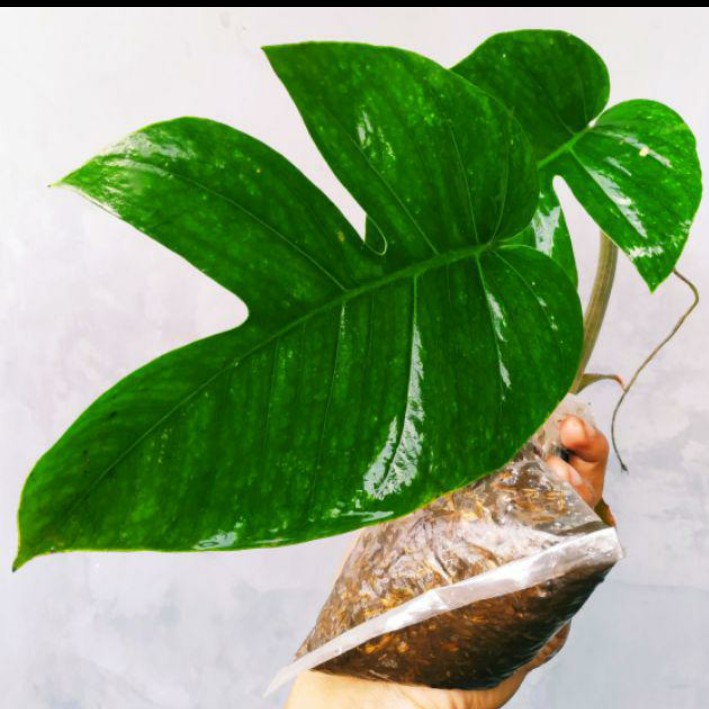 

Bonggol mostea naga 25cm
