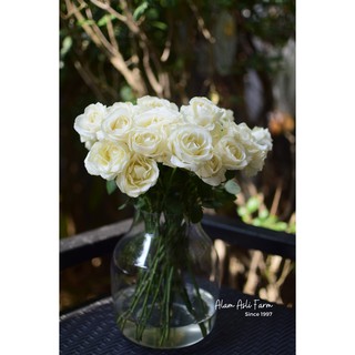 Avalanche Roses 20 stems Bunga  Mawar  Putih  20 Potong 