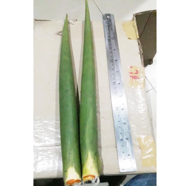 Sanseviera Stek Pingui Black Besar / Sansivera Stek Pinguin Black Besar (Bahan Tani)