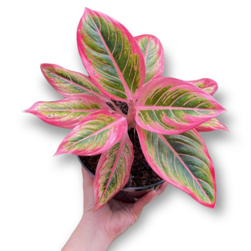 Aglonema Lotus Delight Tanaman Hias Aglaonema Lotus Delight aglo import rawatan berkualitas tanaman 