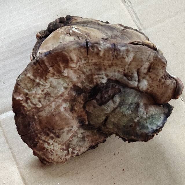 

Jamur ganoderma lingzi hutan 500 grm