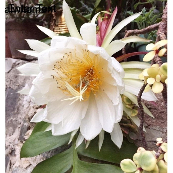 Tanaman hias bibit bunga Wijaya Kusuma Chrysocardeum - Tanaman Hidup - Tanaman Gantung - Bunga Hidup
