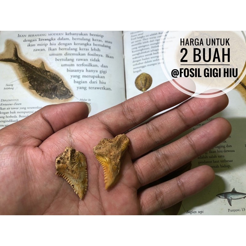 Fosil Megalodon Temuan H5 atau Fosil Gigi Hiu Purba atau Gigi Petir