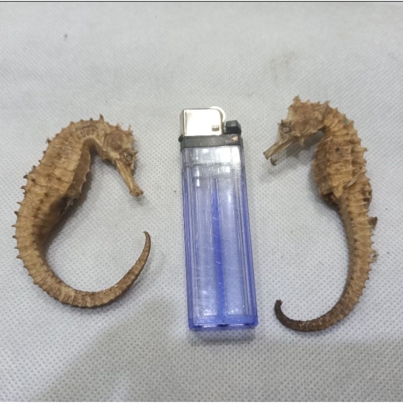 BARANG ANTIK KUDA LAUT KERING ASLI 100%