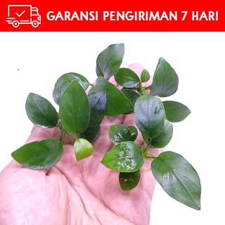 Anubias Nana Aquascape | Paludarium bukan Petit Pinto Panda Promo Murah | Tanaman Air Aquarium