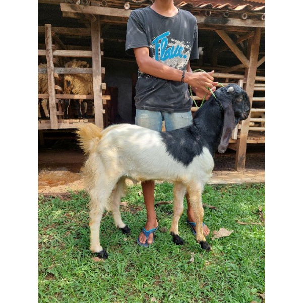 kambing jantan type istimewa   kambing qurban   kambing aqiqah