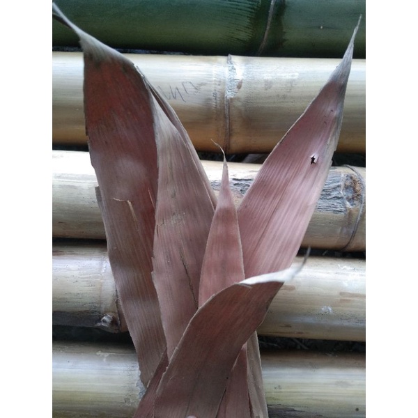 daun bambu kering