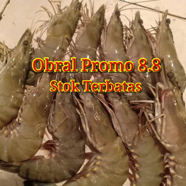 UDANG WINDU/PANCET BESAR segar.