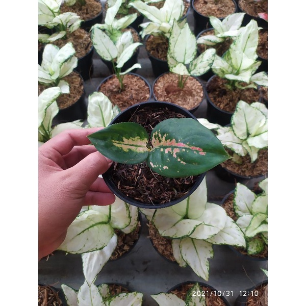 Aglonema Anakan / Bibit Aglonema