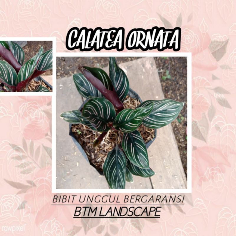 CALATHEA ORNATA (BATIK)