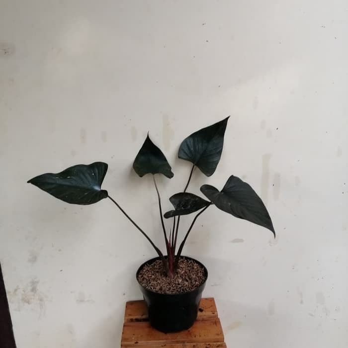 MURAH tnaman hias homalomena hitam