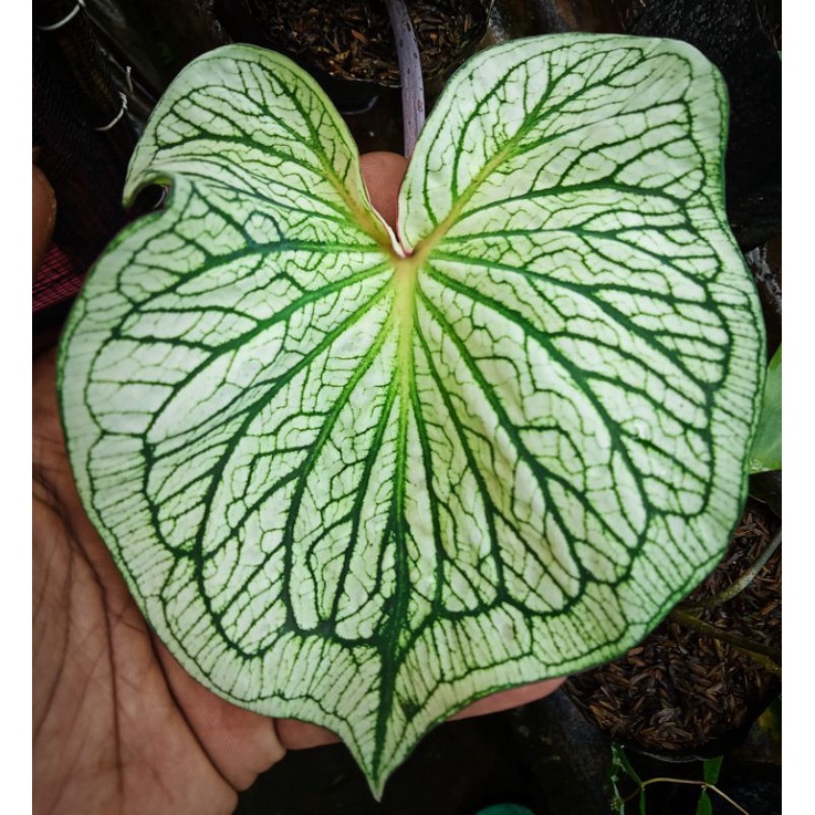 Caladium White Srikandi, Keladi Srikandi Putih