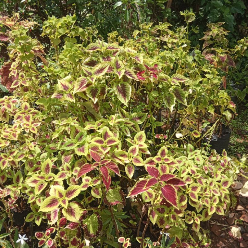 tanaman hias bunga miana lokal premium love hijau kuning