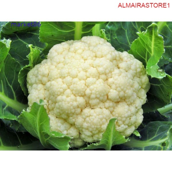 

Grosir Sayur Sayuran Segar FRESH Kembang Kol 500 Gram murah - Market86