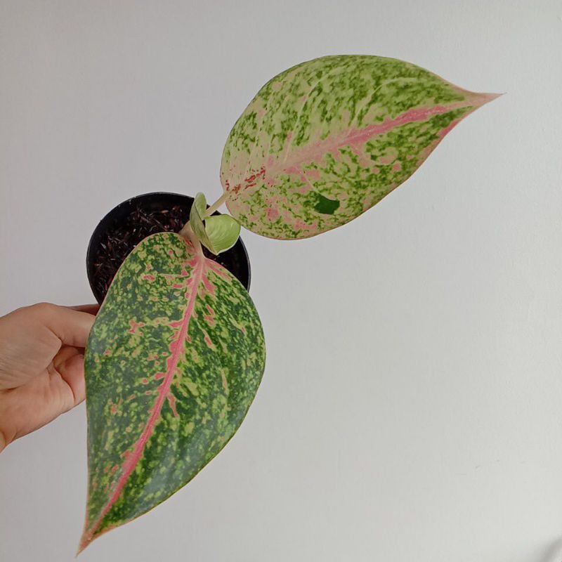 Aglonema Big Roy mutasi