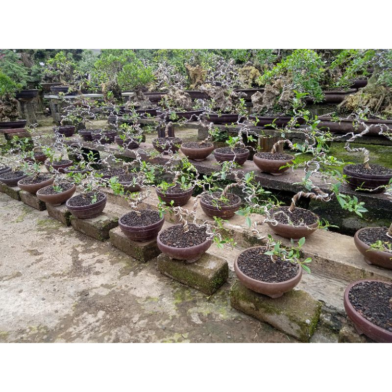 bonsai beringin kimeng jadi tinggal pajang