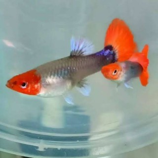 ikan guppy tuxedo koi || ikan cantik || ikan aquascape