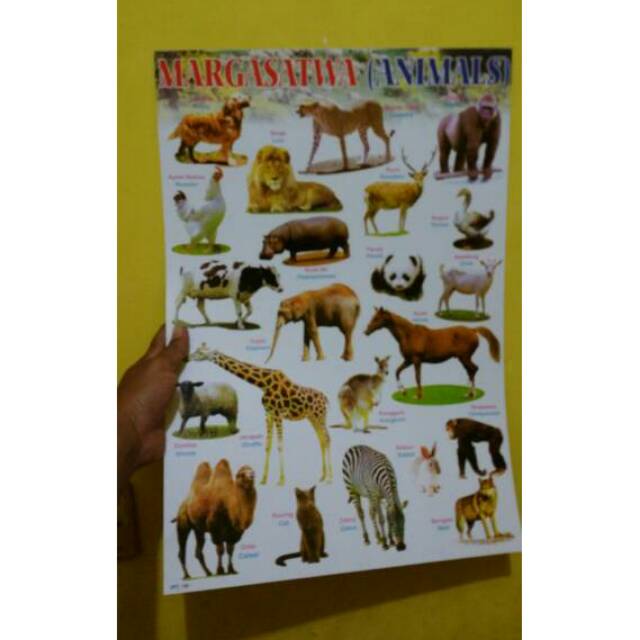  Poster  Binatang  Poster  Binatang  Buas Poster  Binatang  Jinak 