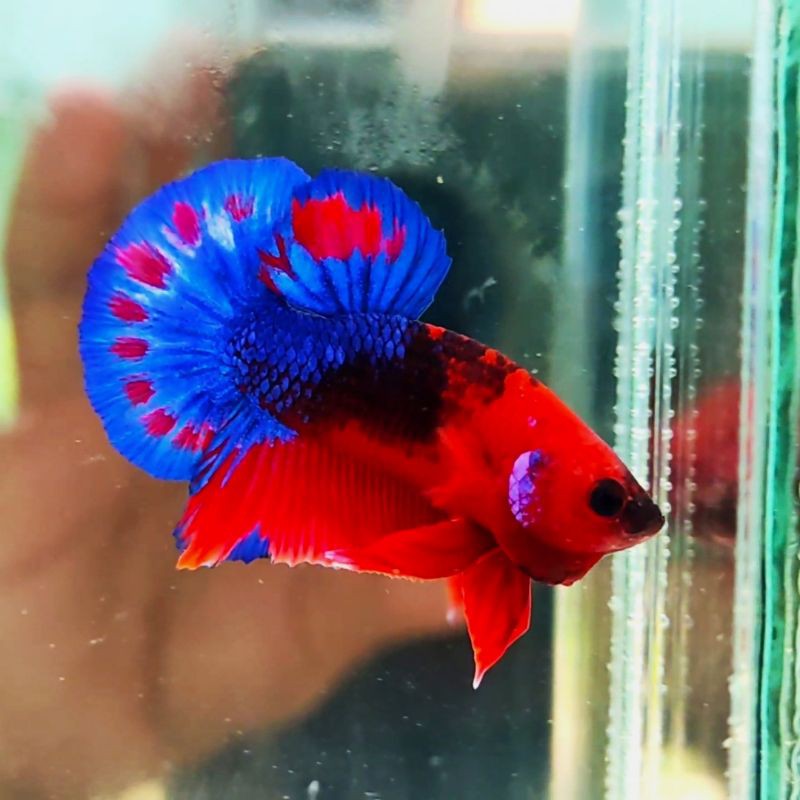 hellboy red blood blue startail