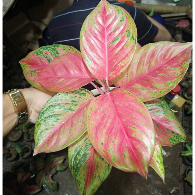 Aglonema treaaure of siam mutasi