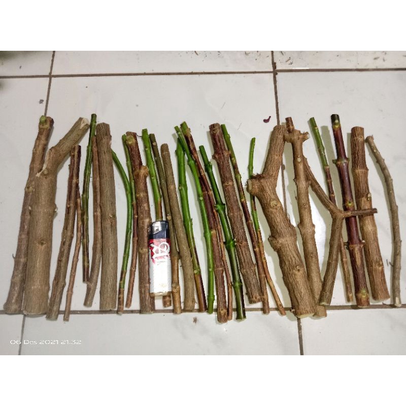 bahan bonsai sancang stek, 500g. 1/2kg. setengah kilo. berisi kurang lebih 28 stek. besar kecil camp