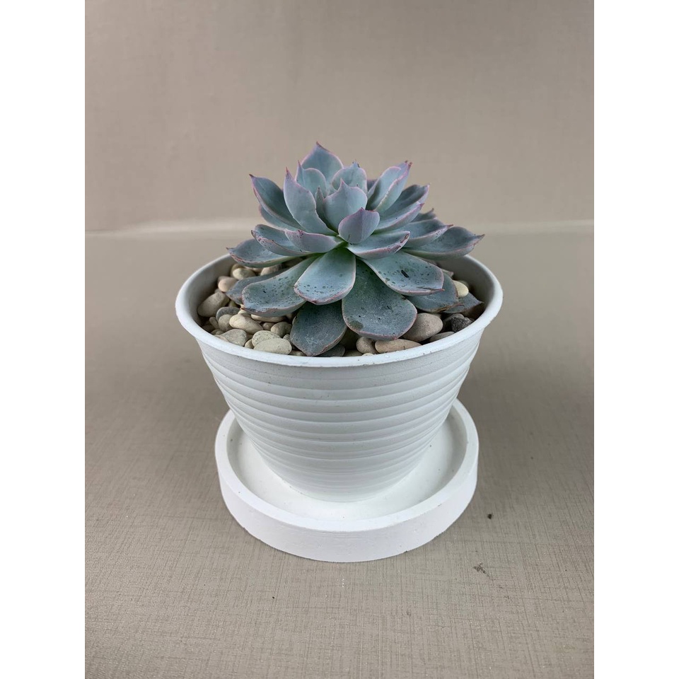 Kaktus Sukulen  Echeveria Subsenliss Tanaman Hias