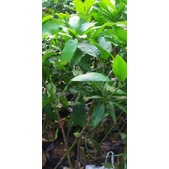 Bibit Tanaman Mangga Seedling Dari Biji