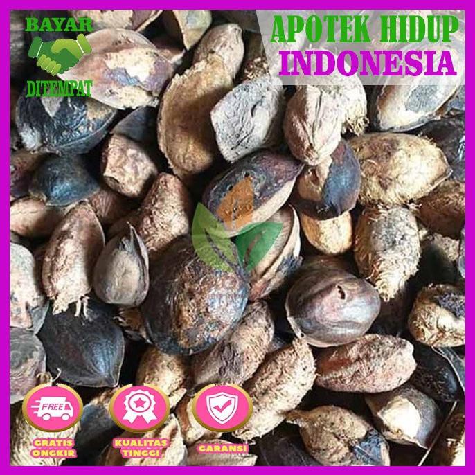

Buah Ketapang Kering 5Kg Ikan Cupang Black Samurai