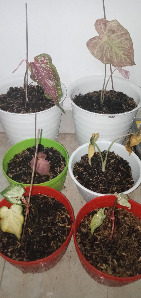 Surat Karantina/sekali Chekout/1 No Resi