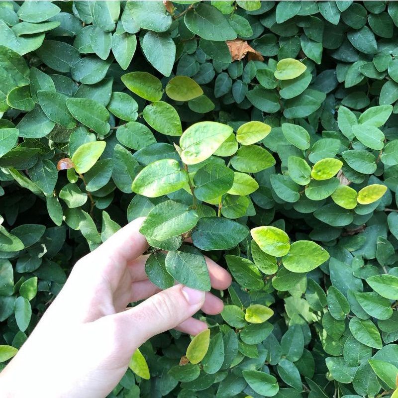 bibit tanaman rambat dinding (climbing ficus daun kecil)