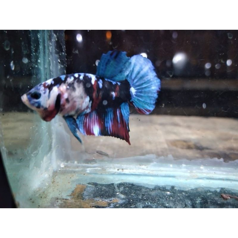 cupang black koi galaxy