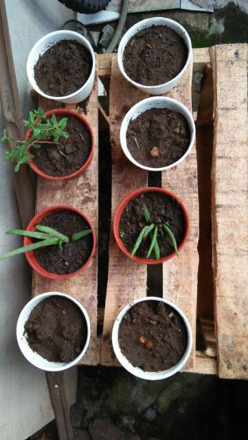 Benih Bayam Hijau - 3036