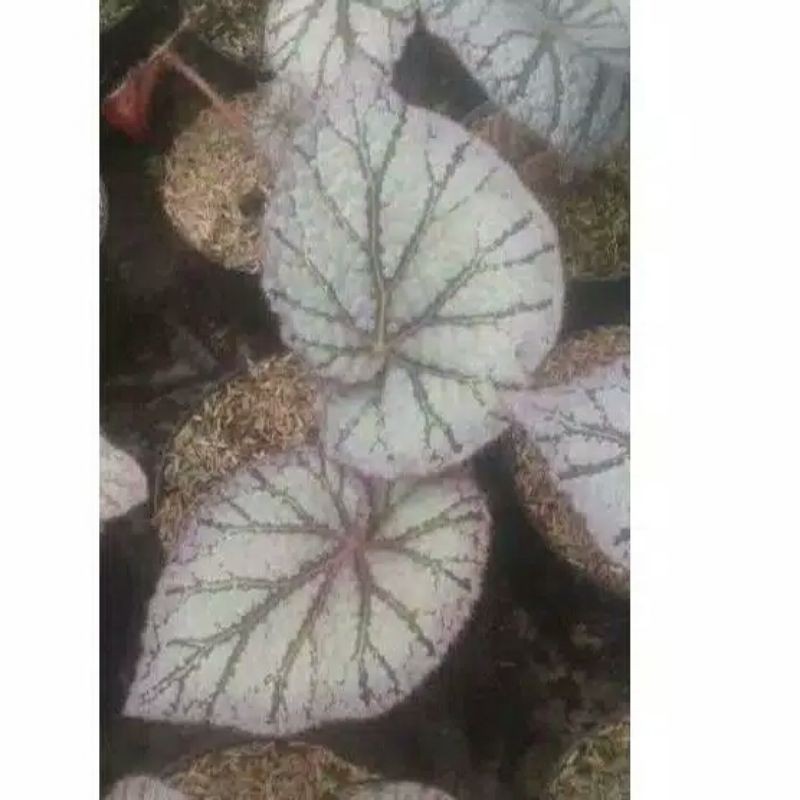 begonia Rex silver