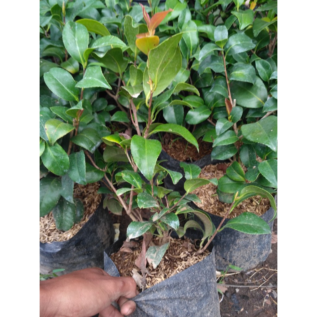 Camelia pink  (Camelia japonica) - tanaman Camelia pink - bunga Camelia pink MURAH