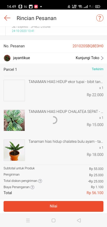 Tanaman Hias Hidup Ekor Tupai - Bibit Tanaman Ekor Tupai