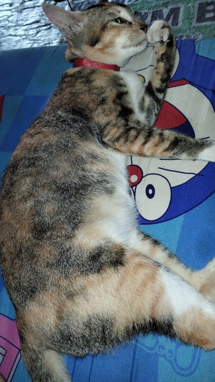 Batik Kalongan Hrb026 Kenongo Kemeja Hem Pendek Padi Pekalongan 16