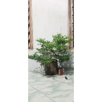 saeng simbur vietnam micro