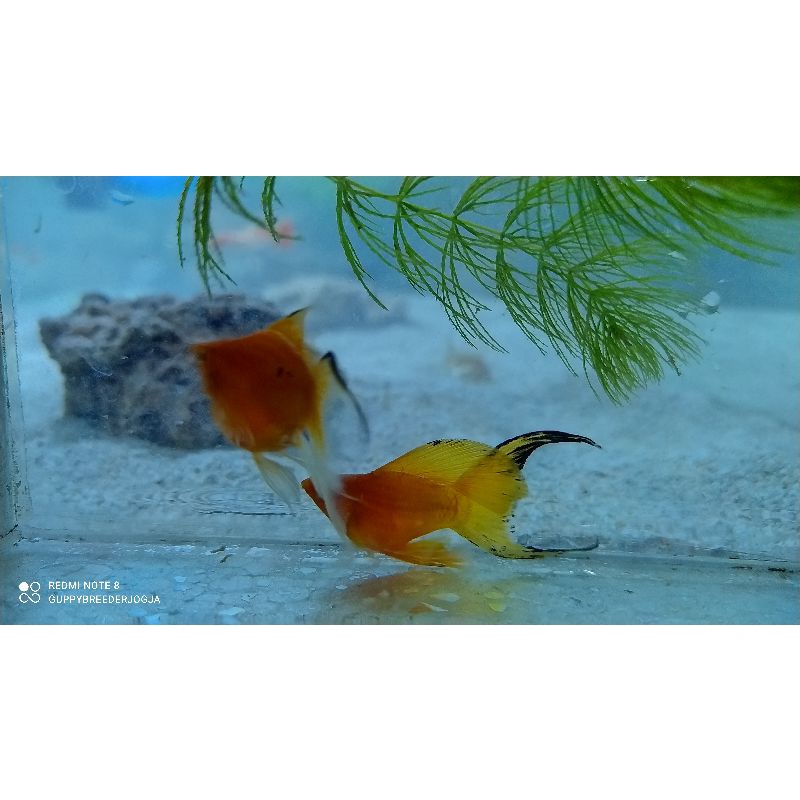 {GARANSI} ikan molly balon sunkist slayer ternakan