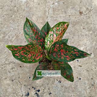Keladi Mini Keladi Mutiara Tanaman Hias Shopee Keladi Mini Keladi Mutiara Tanaman Hias Shopee