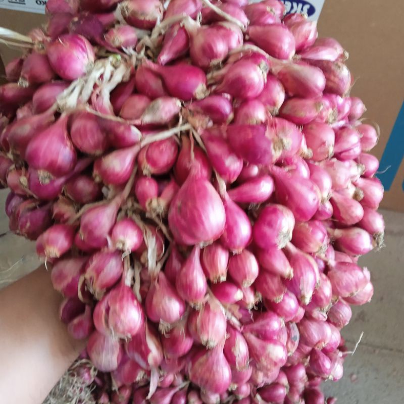 

Bibit Bawang Merah Brebes Askip