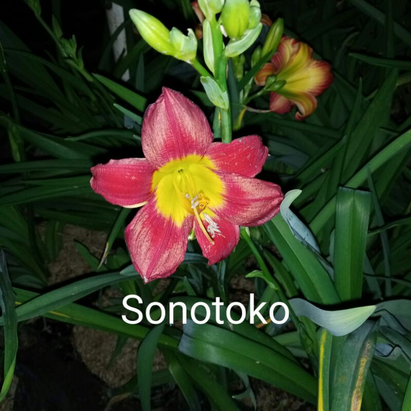 LiLi Bangkok Bunga Merah - Day Lily siap berbunga