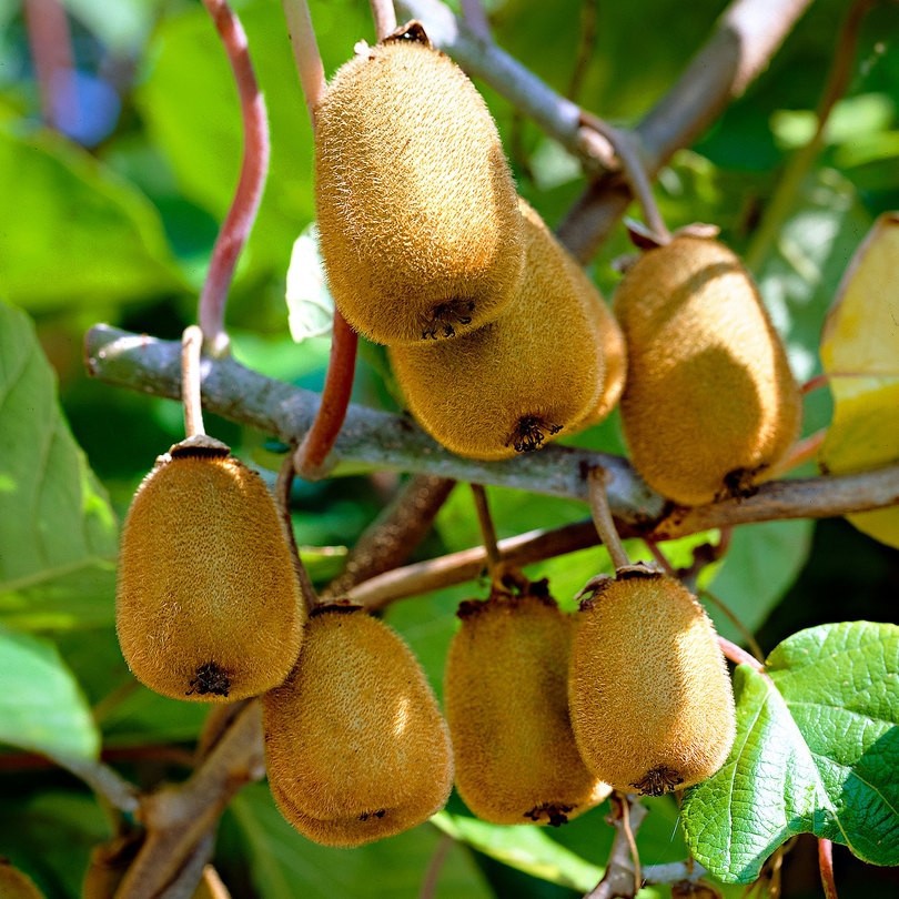 Benih Bibit Biji - Buah Kiwi Hijau Manis Actinidia deliciosa Fruit Seeds - IMPORT - Kualitas Super