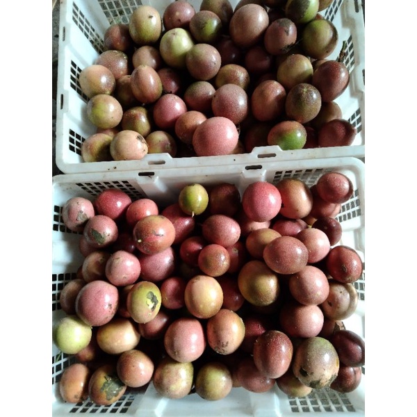 

Buah Markisa Merah Segar | 1kg