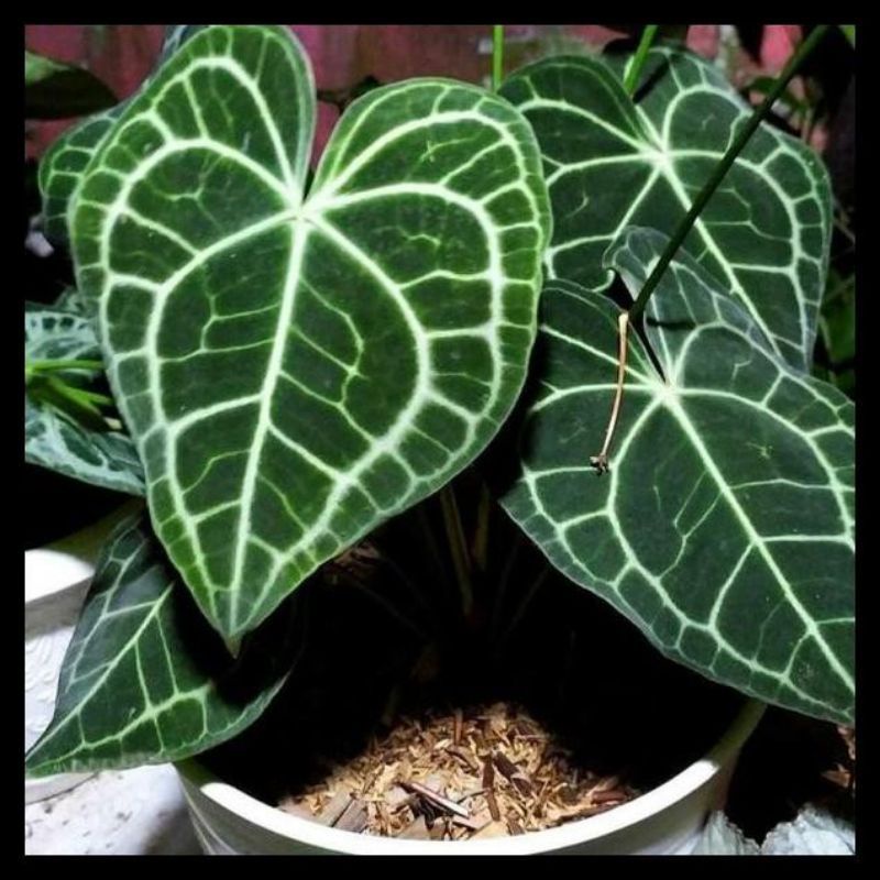 Bonggol Kuping Gajah Tarantula Original "fresh cutting"