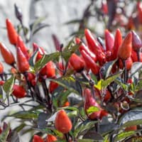 Benih Bibit Biji - Cabai Explosive Ember Multicolor Cabe Rainbow Pepper Seeds