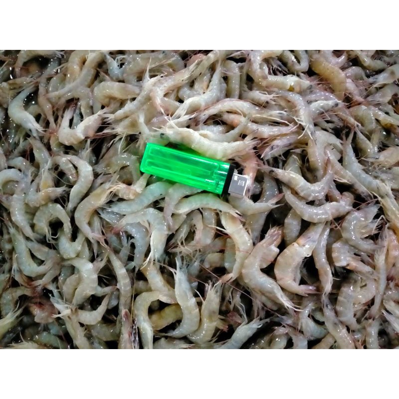 

Udang Sayur Hasil Laut BERGARANSI segarrr
